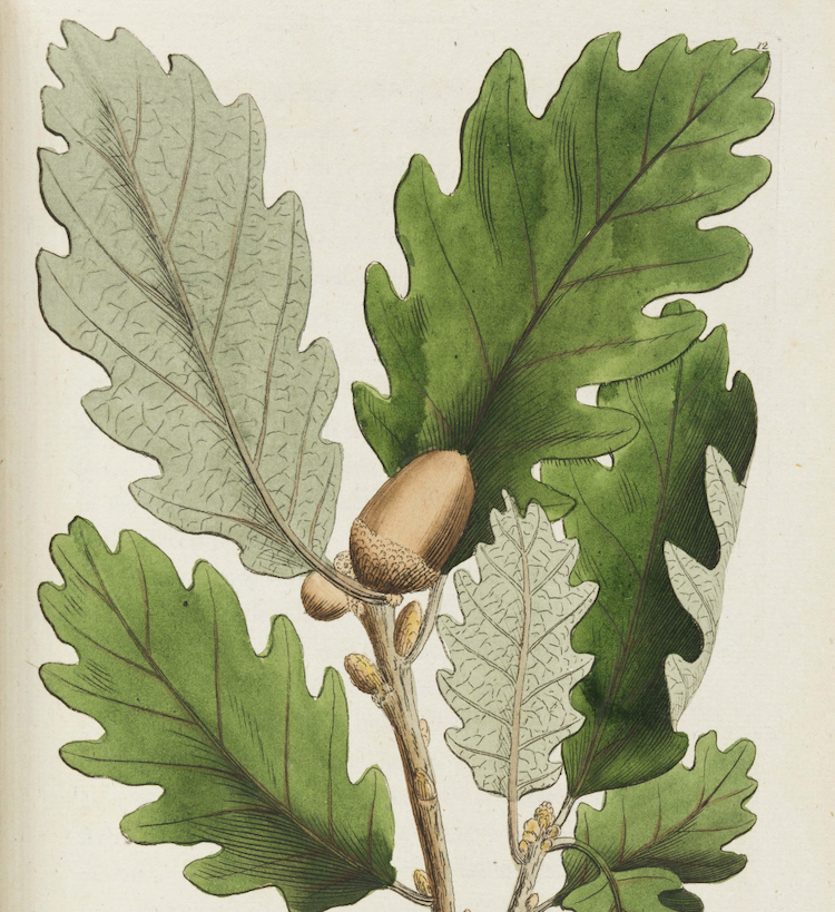 Image is a drawing of a branch of oaks leaves with a large acorn and several smaller acorns.